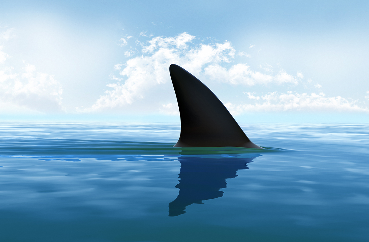 shark fin shows above water